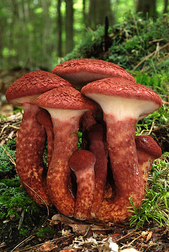 Suillus spraguei